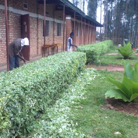 haies, bananiers décoratifs, gazon et fleurs